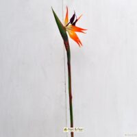 strelitzia