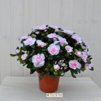 Pianta artificiale azalea bianco/rosa