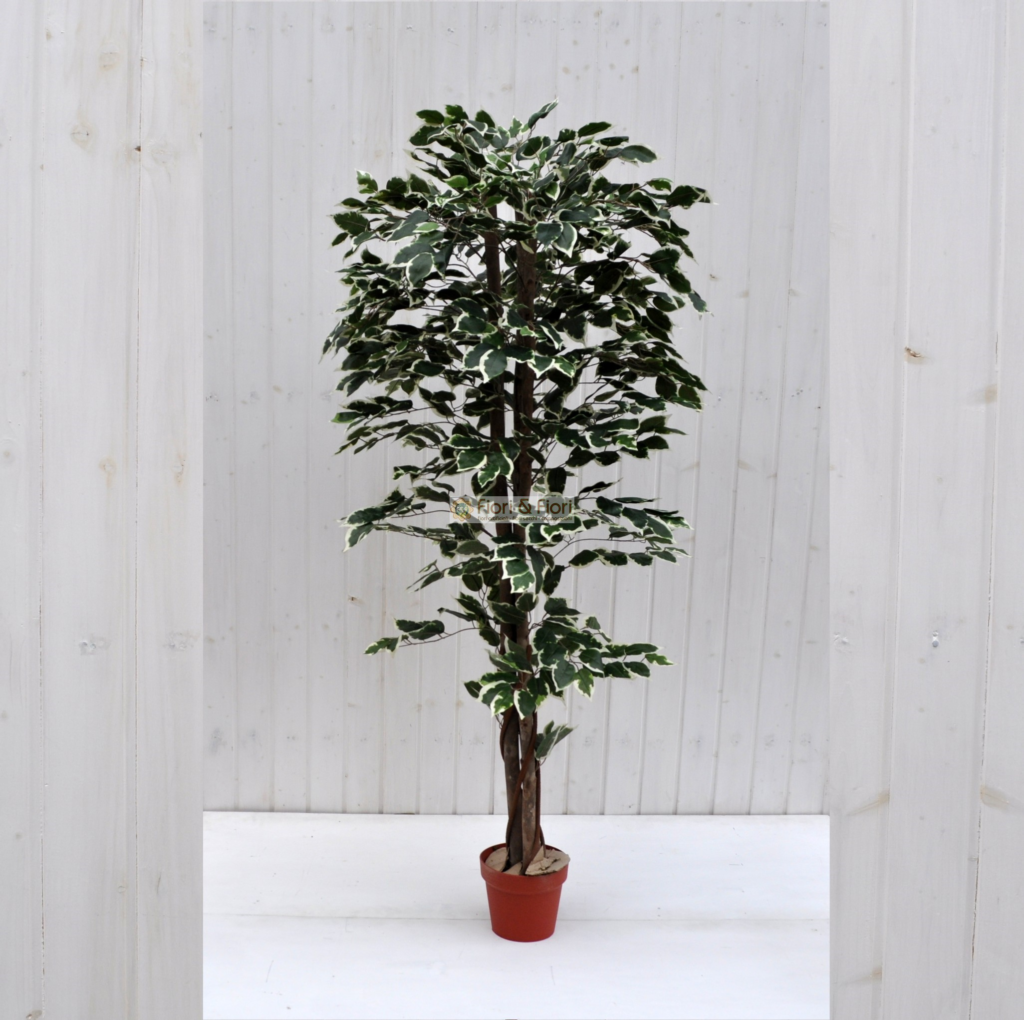 Ficus Artificiale Hawaiian Variegato, Tronco Bosco Da 175 A 250 Cm - Foto 5