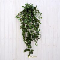 Pothos artificiale