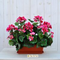 Geranio artificiale pelargonium fucsia B.ne