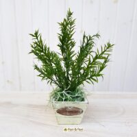 Rosmarino artificiale