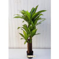 Dracena artificiale cm 110