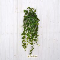 Pianta artificiale pothos real touch