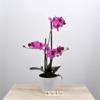 Pianta artificiale phalaenopsis real touch fucsia