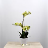Pianta artificiale Phalaenopsis real touch verde