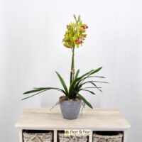 Orchidea cymbidium artificiale verde