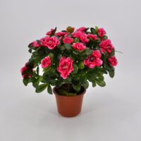 Azalea artificiale medium fucsia