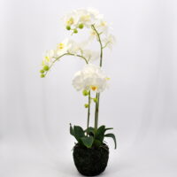 Phalaenopsis artificiale real touch