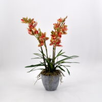 Cymbidium artificiale verde