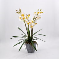 Cymbidium artificiale bianco