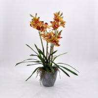 Cymbidium artificiale arancio