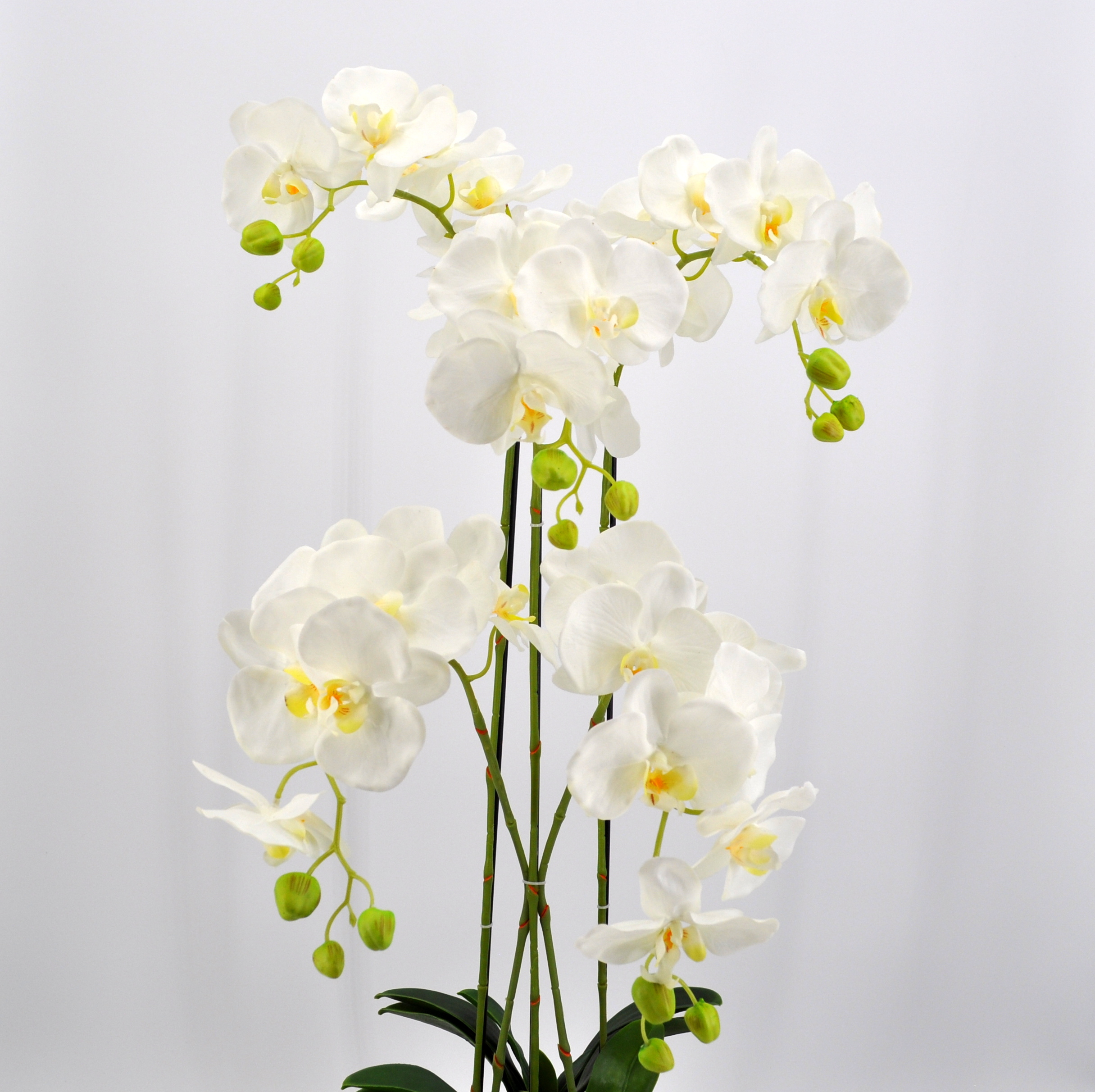 Orchidea phalaenopsis con vaso di ceramica in composizione - La