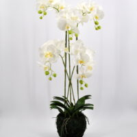 Phalaenopsis artificiale cm 100 real touch