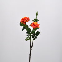 Rosa piccadilly arancio