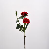 Rosa Piccadilly rosso