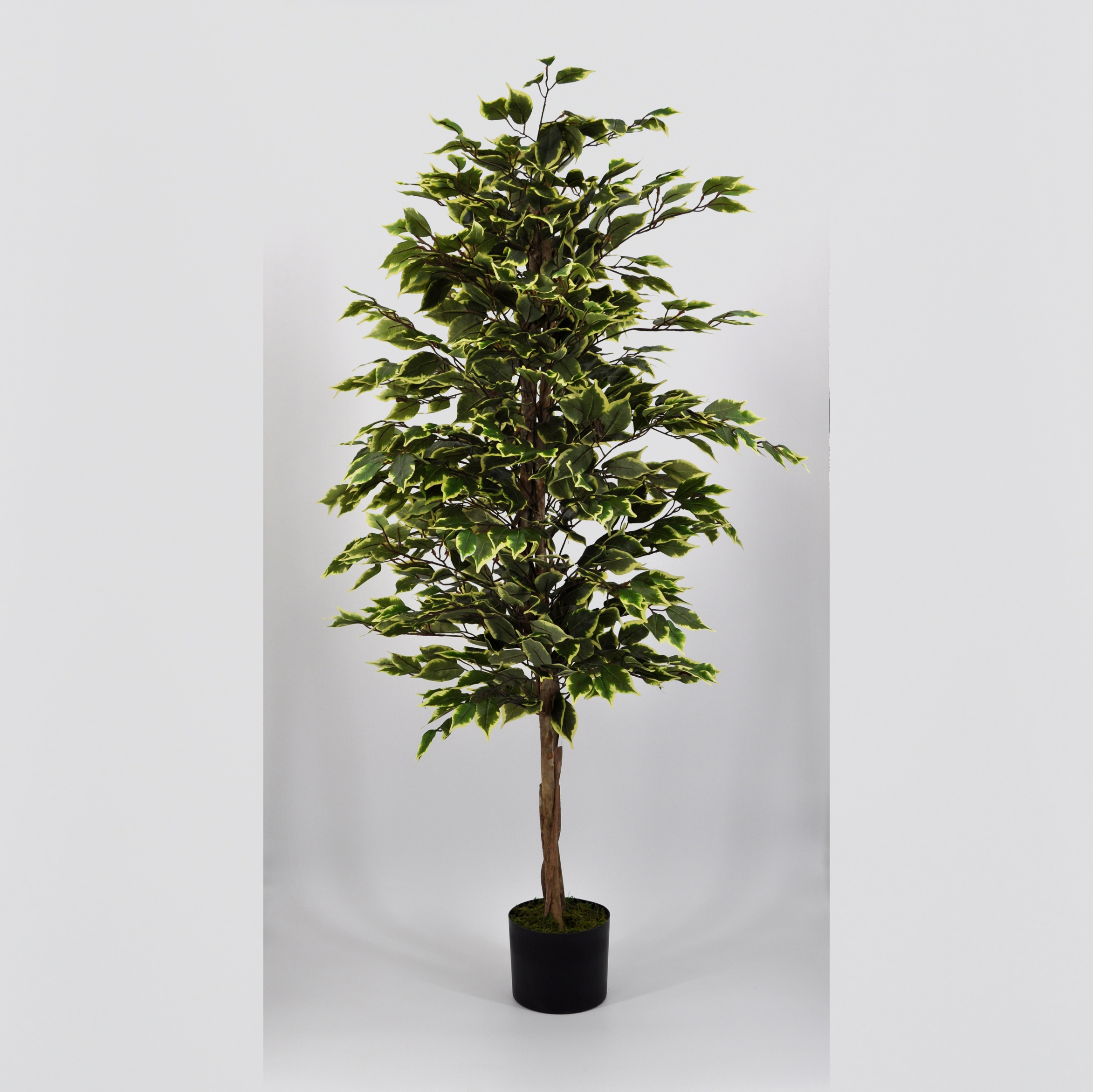Pianta artificiale Ficus Benjamin variegato 150 in tessuto
