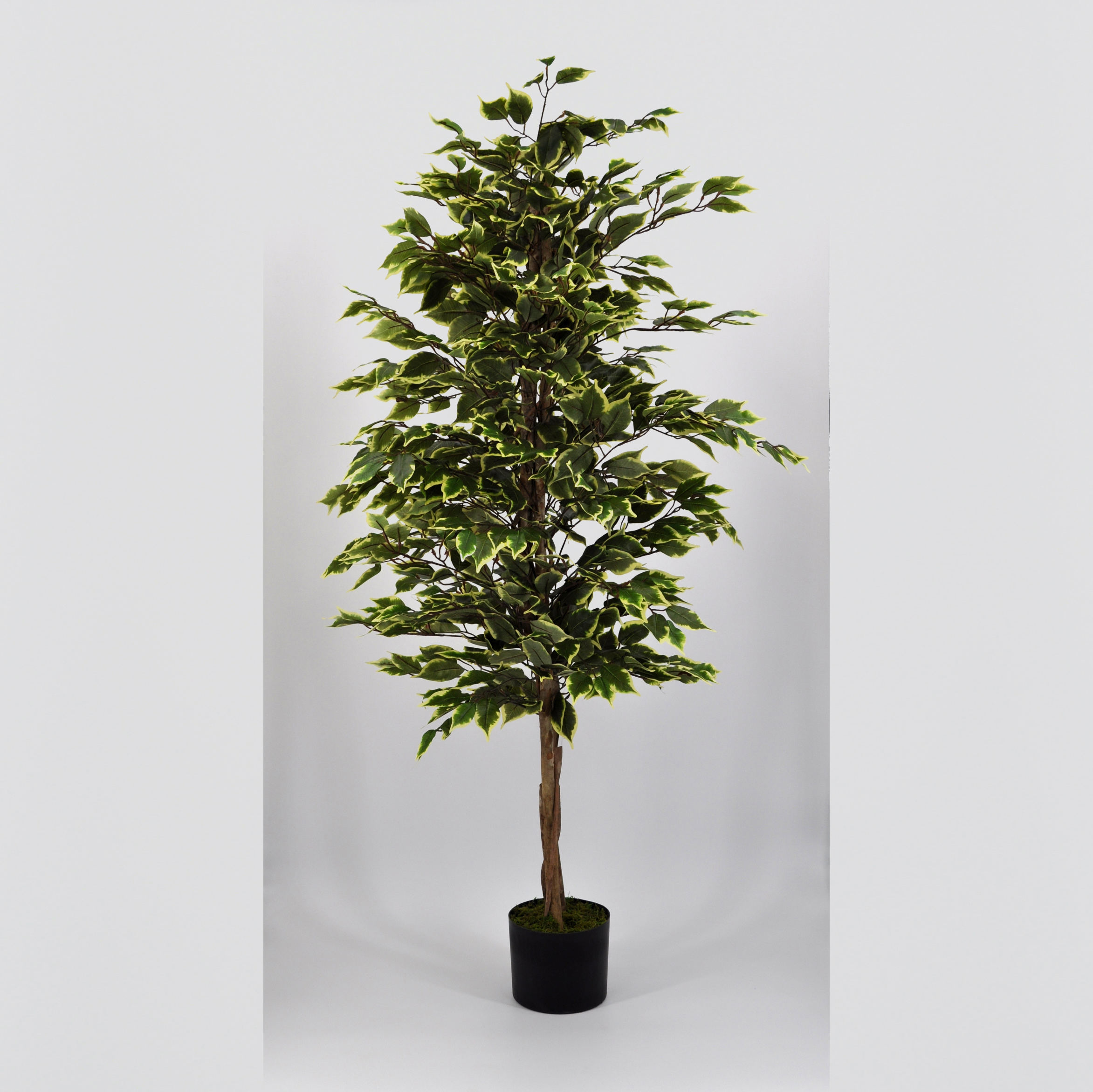 3F Piante Artificiali - V - FICUS BENJAMIN ECO VARIEGATO - ALTEZZA CM 125 Ø  VASO CM 18 - 3F Piante Artificiali