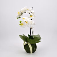 Pianta phalaenopsis artificiale real touch bianco