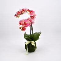 Pianta phalaenopsis artificiale real touch rosa