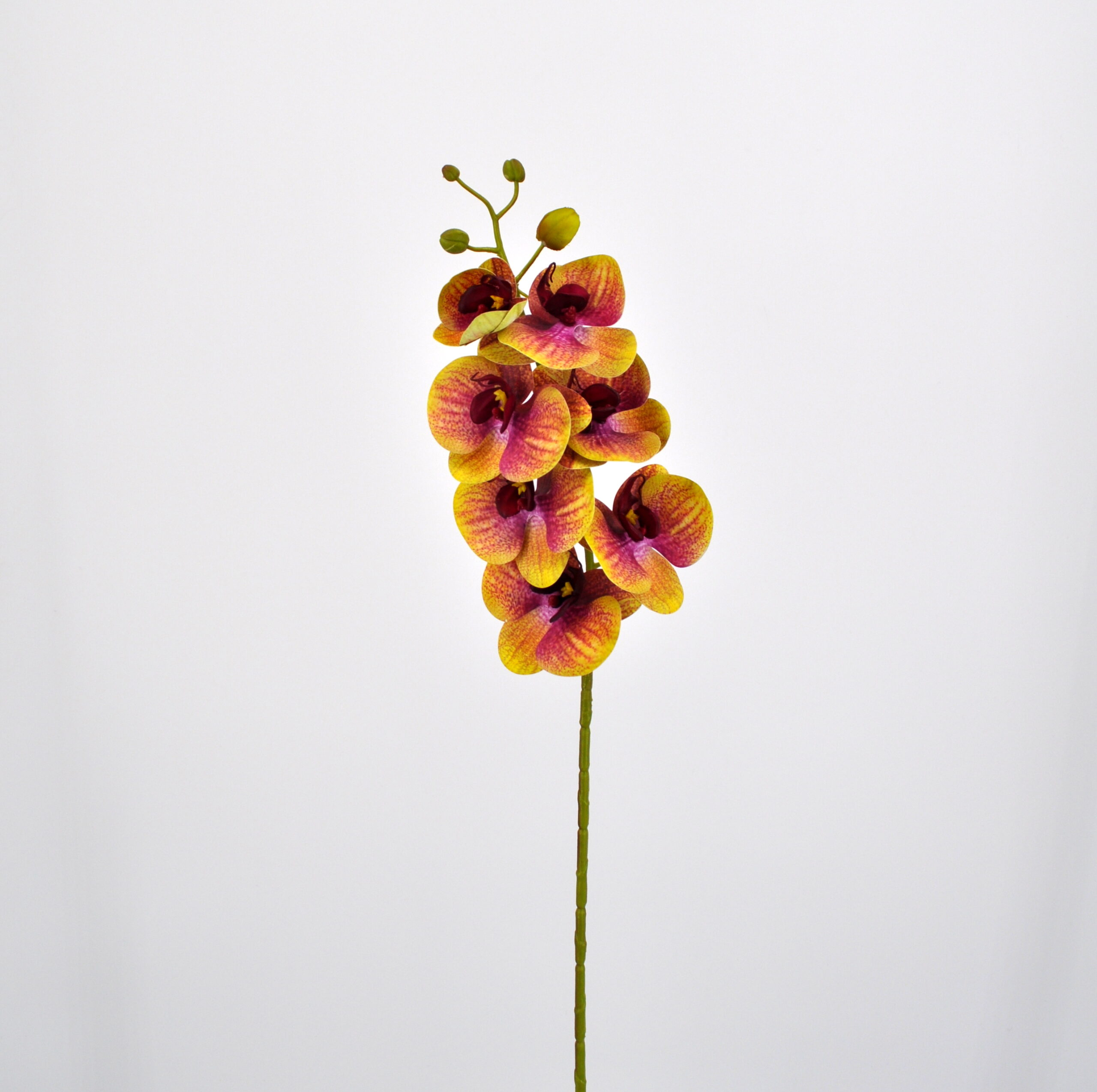 Orchidea phalaenopsis verde per composizioni di fiori finti