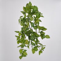 Peperomia variegata artificiale media