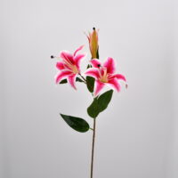 Lilium artificiale fucsia