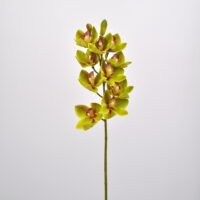 Cymbidium elegant verde