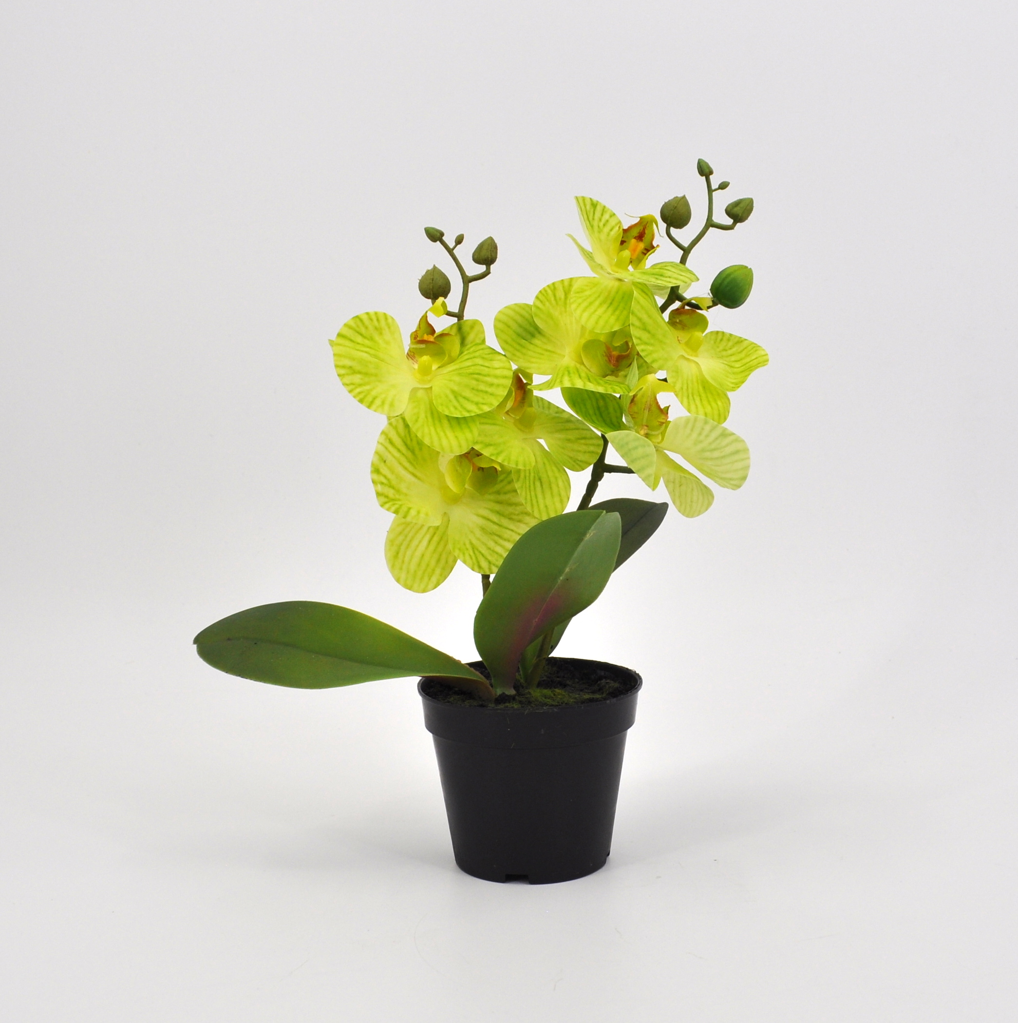 Pianta artificiale Phalaenopsis verde di ottima qualità