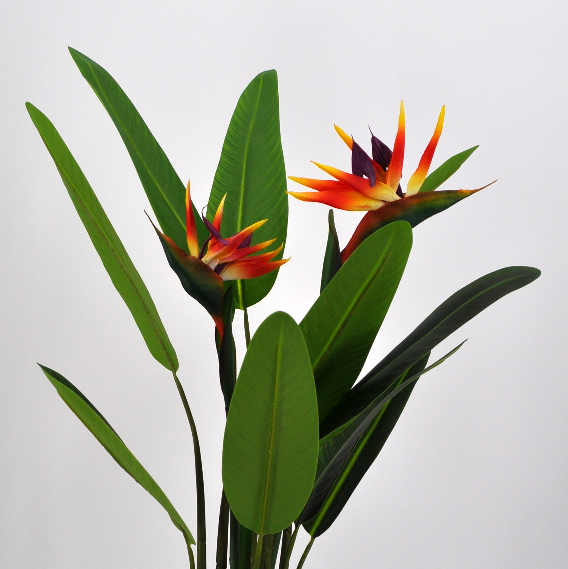 PlusFive Pianta Artificiale Uccello Del Paradiso (Strelitzia), Altezza 120 Cm, 8 Foglie, In Plastica, Con Vaso In Gesso, Ideale Per Decorazione Interni Ed Esterni - 5