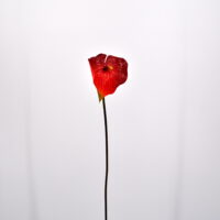 Fiore artificiale Anthurium rosso