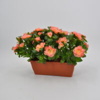 Azalea artificiale balcone salmone