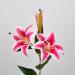 Lilium artificiale fucsia