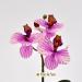 Orchidea artificiale real touch rosa