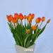 P Bouquet Tulipano artificiale arancioJPG