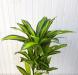 Dracena artificiale cm 110