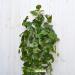Pothos real touch artificiale