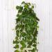 Pianta artificiale pothos real touch