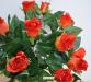 particolare bouquet rose paris arancio