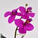 Orchidea artificiale real touch fucsia
