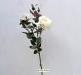 Fiore artificiale Rosa margaret bianca