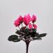 Ciclamino artificiale rosa