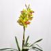 Orchidea cymbidium artificiale verde