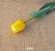 P.Tulipano giallo