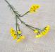 particolare 1 statice giallo