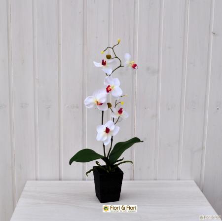 Orchidea Phalaenopsis Vanda