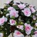 Pianta artificiale azalea bianco/rosa
