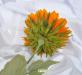 particolare 2 girasole summer maxi arancio