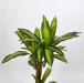 Dracena artificiale cm 70