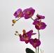 Pianta artificiale Orchidea Phalaenopsis Doris fucsia